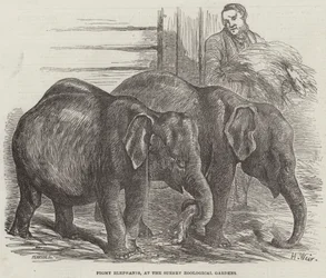 Pigmy Elephants, at the Surrey Zoological Gardens